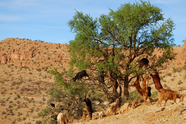 Африка в Новый Год. Козы пасутся на деревьях. Фото: Таня Игауне