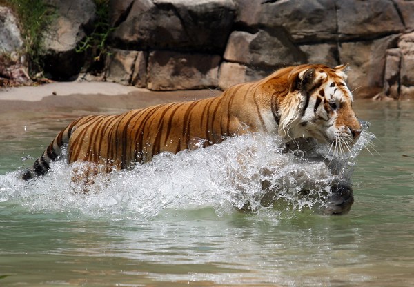 Кинозвёзды Китая в гостях у Бенгальского тигра. Фоторепортаж