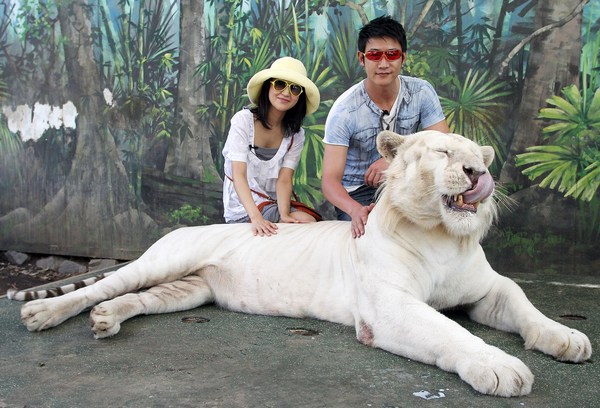 Кинозвёзды Китая в гостях у Бенгальского тигра. Фоторепортаж