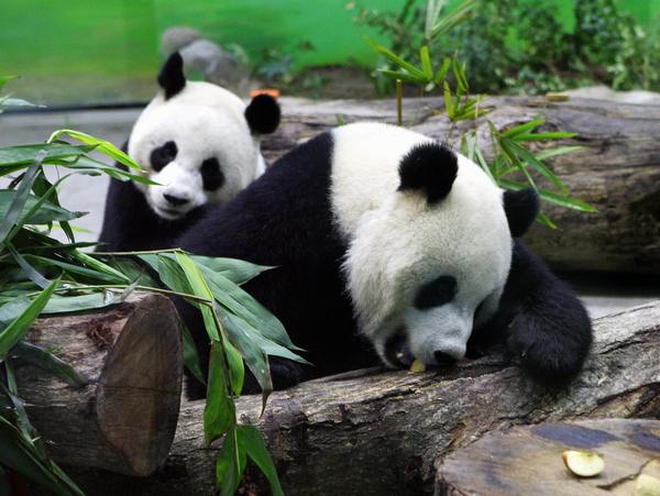 Гигантские панды (Tuan Tuan) и (Yuan Yuan). Фото:  GUO Ru-hsiao/AFP/Getty Images