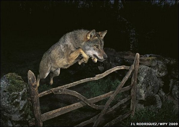 Волк-фотомодель дисквалифицировал фотографа. Фото с сайта mcsavage.wordpress.com