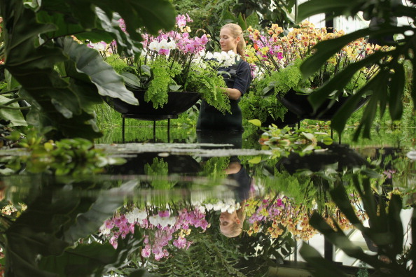Орхидеи в королевских ботанических садах Англии. Фото: Oli Scarff/Getty Images