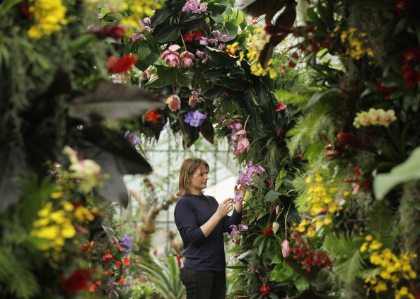 Орхидеи в королевских ботанических садах Англии. Фото: Oli Scarff/Getty Images