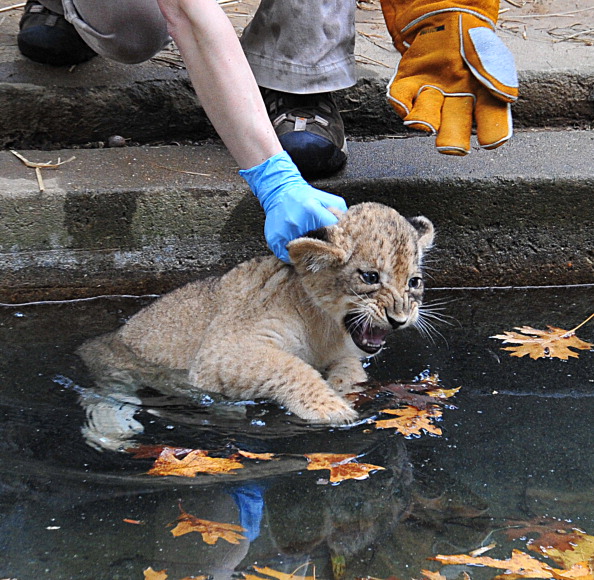 Львята учатся плавать в зоопарке США