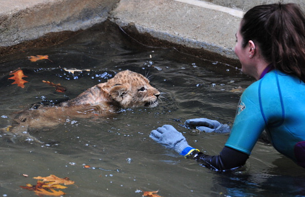 Львята учатся плавать в зоопарке США