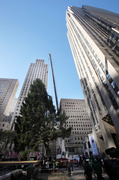 Рождественская елка устанавливается в  Рокфеллер-центре в Нью-Йорке