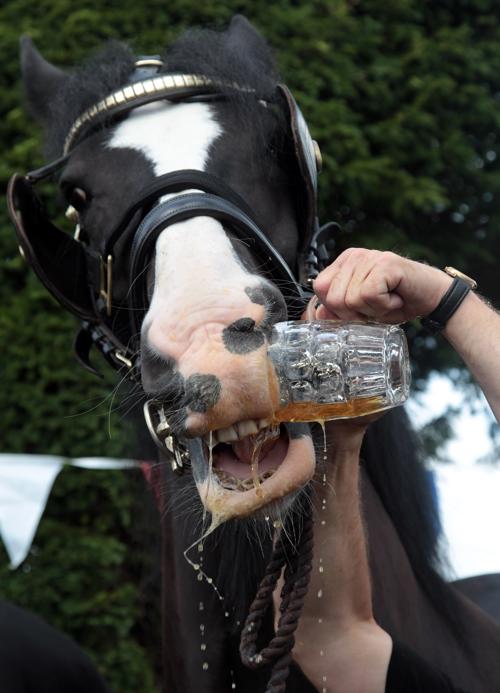 Лошади на пивоварне получают к отпуску пиво