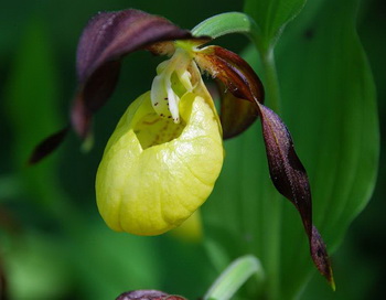 Орхидея года - «башмачок настоящий»