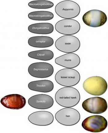Испанские исследователи показали, насколько яйца птиц (светло-серые) отличаются от яиц динозавров (темно-серые). Ученые из Университета Лейстера пошли на шаг вперед и добавили для сравнения пасхальные яйца. Фото: Mark Purnell/University of Leicester