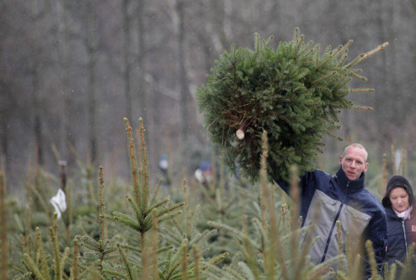 Рождественские елки в Германии  уходят нарасхват
