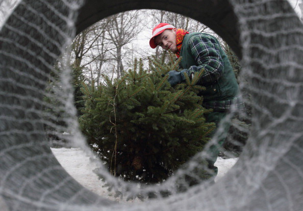 Рождественские елки в Германии  уходят нарасхват