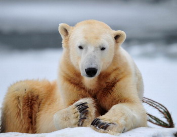 Белый медведь Кнут умер в Берлинском зоопарке