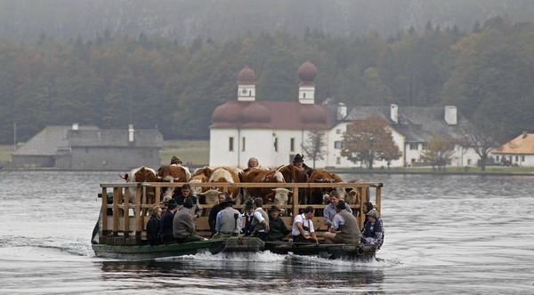 На фестивале Альмабтриб скот переправляют на лодках через Кёнигзее