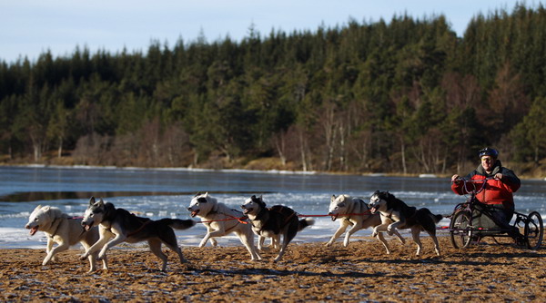 Собачье ралли на горнолыжном курорте в Шотландии