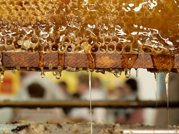 Про пчел, мед и  пасеку Мишмерет
