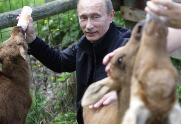 Владимир Путин в национальном парке «Лосиный остров». Фото: ALEXEY DRUZHININ/AFP/Getty Images