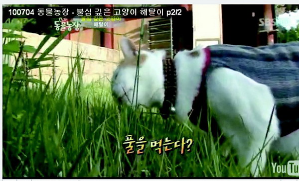 В Южной Корее в храме живет удивительная кошка-буддист