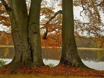 Пять буковых лесов Германии включены в список Всемирного наследия ЮНЕСКО