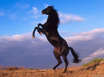 В былые времена конь для хозяина был дороже дома. Фото с usiter.com