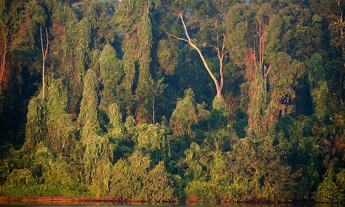 «Леса на планете влияют на многие важные аспекты экосистемы, такие как регулирование климата, наличие двуокиси углерода в атмосфере, биоразнообразие или водоснабжение», — пишет ведущий автор исследования Мэтью Хансен, США, штат Мэриленд. Фото: Pen Araneae/flickr.com