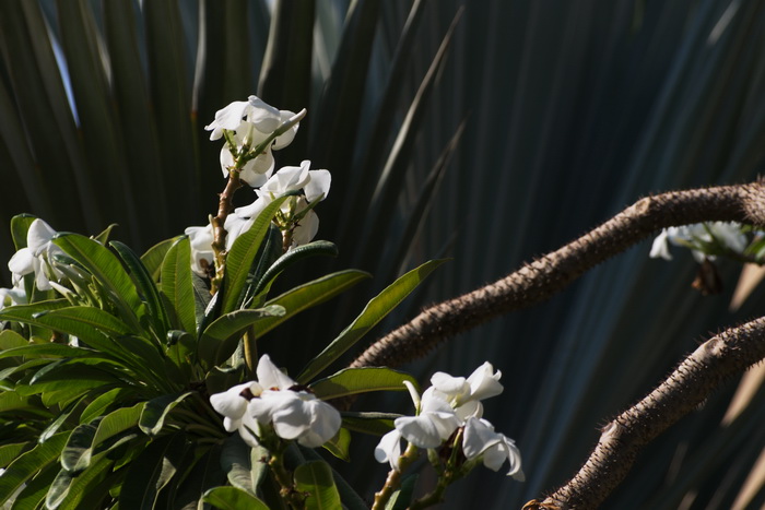 «Толстая нога», или пальма Мадагаскара. В Райском саду посёлка Эйн Геди