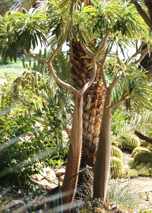 «Толстая нога», или пальма Мадагаскара. В Райском саду посёлка Эйн Геди