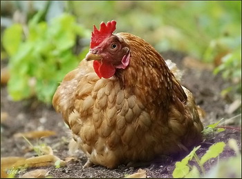 На Синявинской птицефабрике погибло больше 400 000 кур