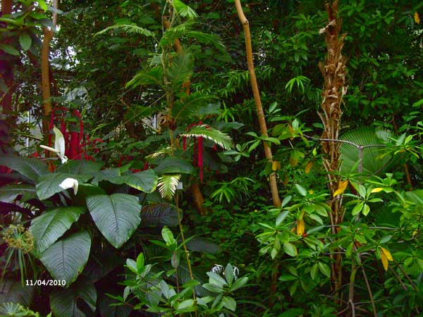 Тропическая оранжерея. Ботанический сад Рурского университета Бохум. Фото: Сергей Ярош.