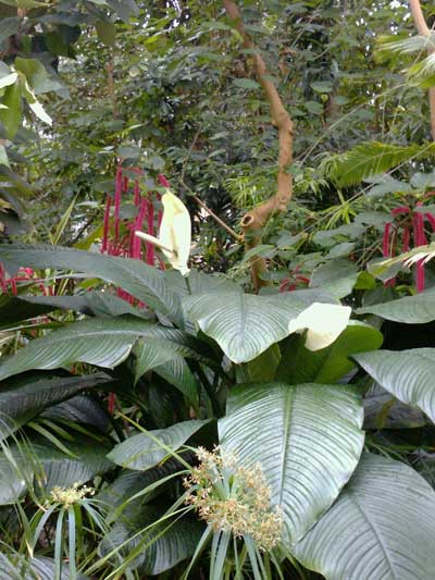 Тропическая оранжерея. Ботанический сад Рурского университета Бохум. Фото: Сергей Ярош.