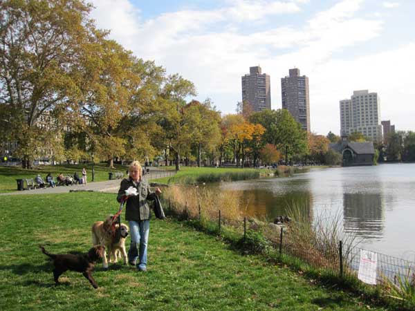Центральный парк Нью-Йорка в конце золотой осени