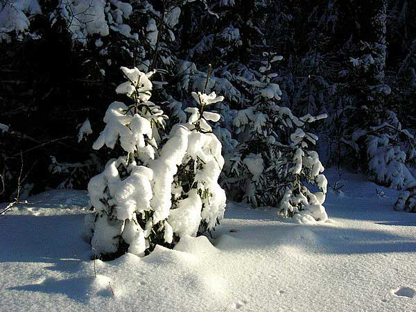 Зимние наряды леса
