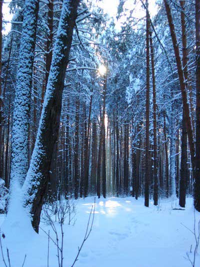 Зимние наряды леса