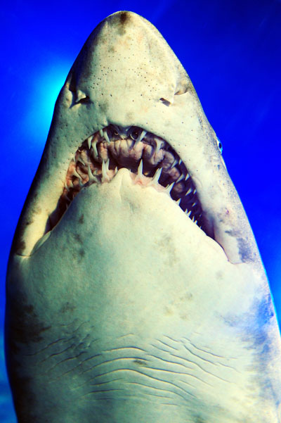 Большая белая акула.Зубастая пасть.  Фото: Dan Kitwood/ Getty Images