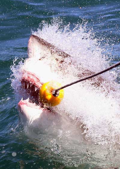 Большая белая акула захватывает наживку. Фото: Dan Kitwood/ Getty Images