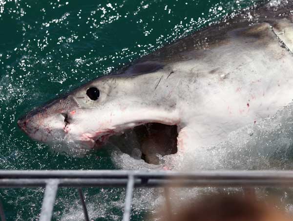 Большая белая акула у берегов Южной Африки. Фото: Dan Kitwood/ Getty Images