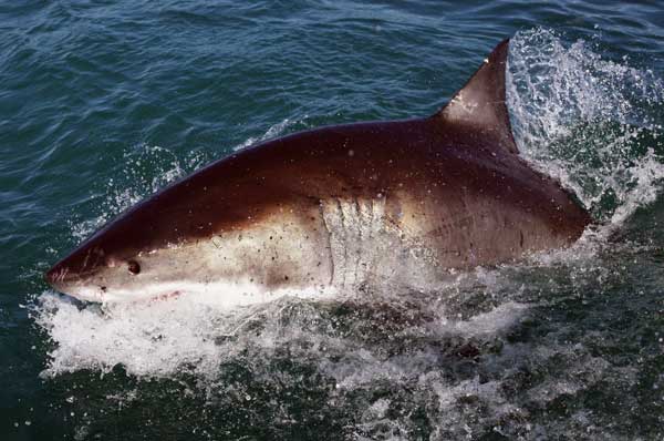 Большая белая акула у берегов Южной Африки. Фото: Dan Kitwood/ Getty Images