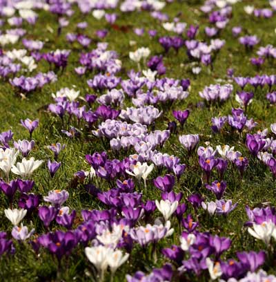 Первые признаки весны в Королевском ботаническом саду Лондона. Фото:Oli Scarff/ Getty  