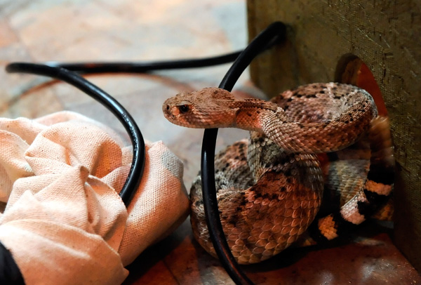 Змея, которая будет в стеклянном ящике вместе с Шульцем. Фото: Ethan Miller/Getty Images