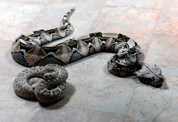 Змея, которая будет в стеклянном ящике вместе с Шульцем. Фото: Ethan Miller/Getty Images