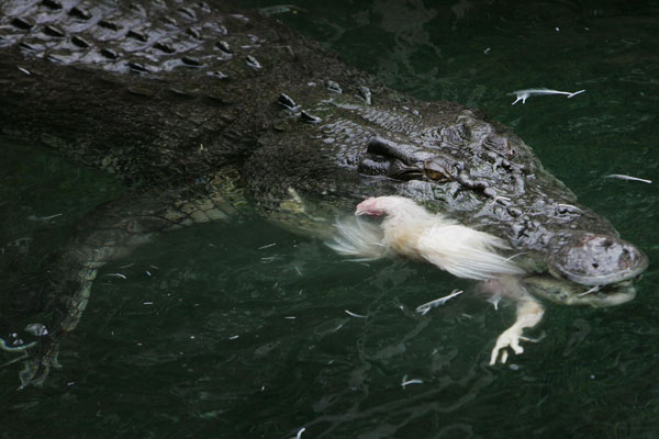 Королевский австралийский крокодил. Охота на курицу.  Фото:  Lisa Maree Williams/ Getty Images