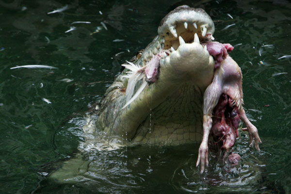 Королевский австралийский крокодил. Охота на курицу.  Фото:  Lisa Maree Williams/ Getty Images