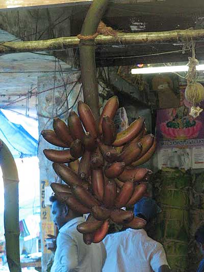 Бананы – на дереве и на базаре.  Фото: Татьяна Виноградова/Великая Эпоха
