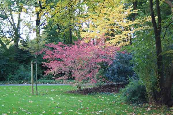 Осень в городском парке. Гельзенкирхен. Германия