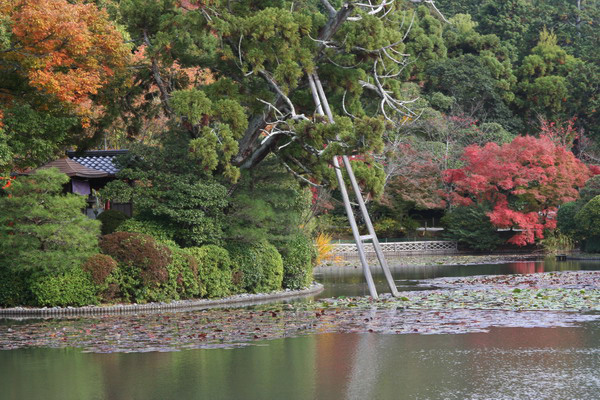 Япония. Городская парковая культура. Фотообзор