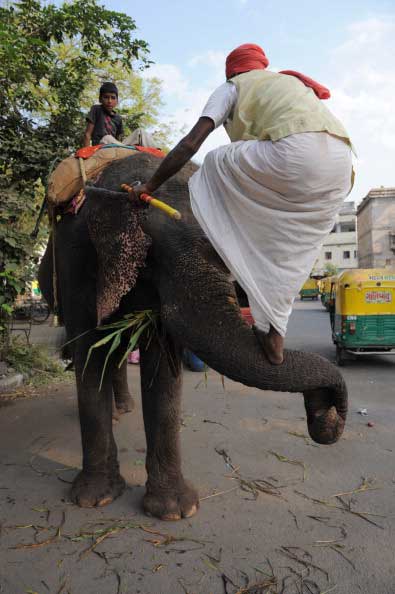 Вот так по хоботу слонихи человек забирается на её спину. Фото: SAM PANTHAKY/AFP/Getty Images