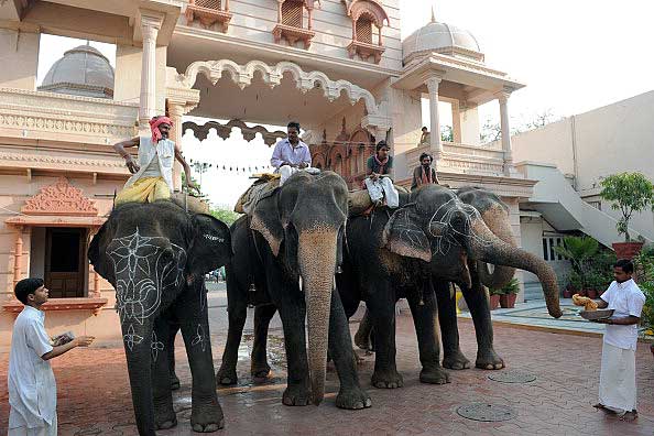 Индийские слоны на службе у людей. Фото: SAM PANTHAKY/AFP/Getty Images