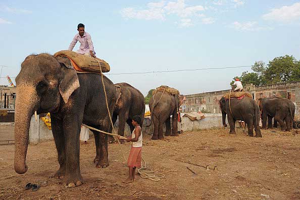 Так седлают индийского слона. Фото: SAM PANTHAKY/AFP/Getty Images