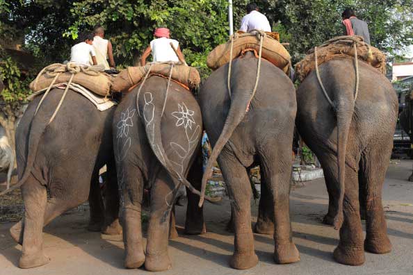 Индийские слоны на службе у людей. Фото: SAM PANTHAKY/AFP/Getty Images