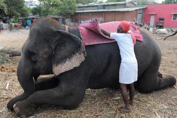 А более способных слонов седлают так... Фото: SAM PANTHAKY/AFP/Getty Images