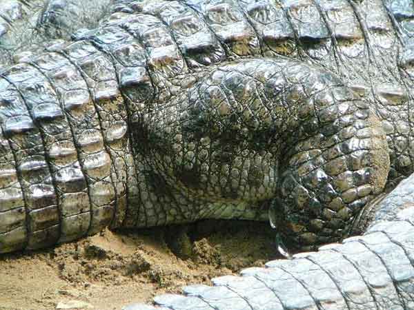 Крокодилья  ферма неподалеку от Ченная